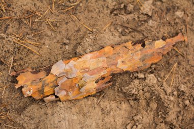 Ormanda çam kabuğu