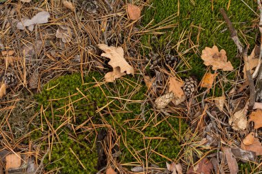 Sonbaharda yosun yaprakları.