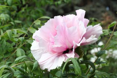 Beyaz ve pembe bir şakayık çiçeği 