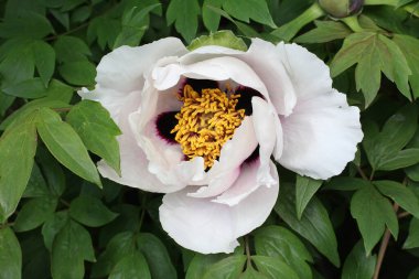 Beyaz ve pembe bir şakayık çiçeği 