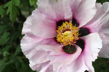 Beyaz ve pembe bir şakayık çiçeği 