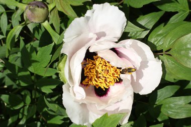 Beyaz ve pembe bir ağaç şakayığı çiçeği