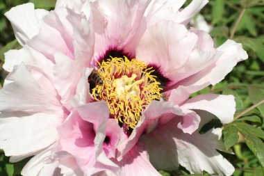 Beyaz ve pembe bir ağaç şakayığı çiçeği