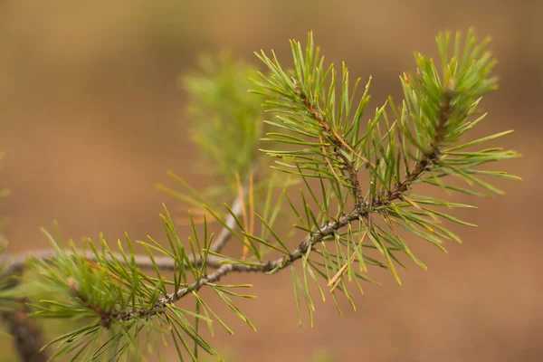 Branche Pin Dans Forêt — Photo