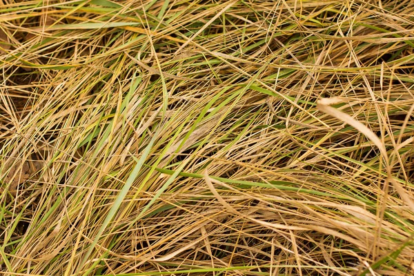 Sonbahar ormanındaki çimenler