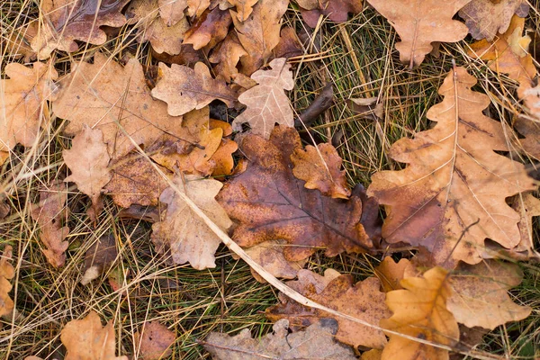 Foglie Quercia Bagnata Cadute Nel Bosco — Foto Stock