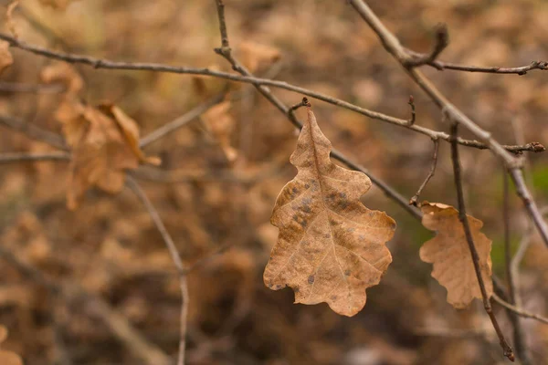 黄色秋季橡树叶 — 图库照片