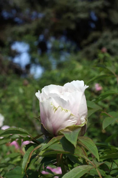 White Pink Flower Tree Peony — Stock Photo, Image