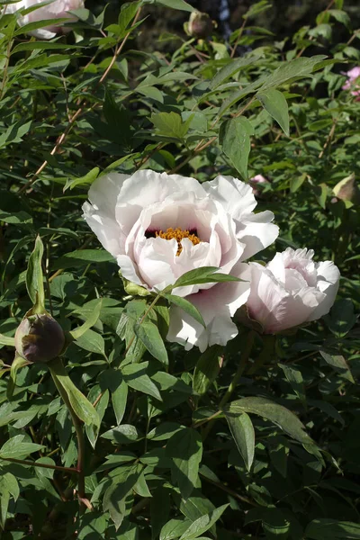 Beyaz ve pembe bir şakayık çiçeği 