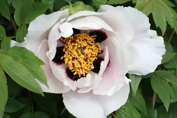 Beyaz ve pembe bir şakayık çiçeği 