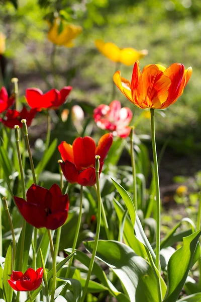 Kırmızı lalelerin bahar çiçeği