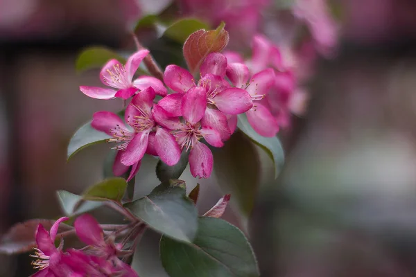 cennetin bahar çiçeği elmalar