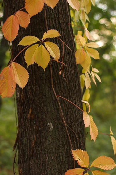 Autunno Foglie Gialle Uva Selvatica — Foto Stock