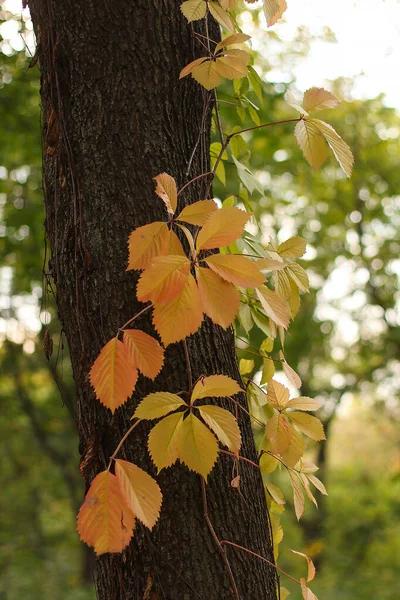 秋天野葡萄的黄叶 — 图库照片