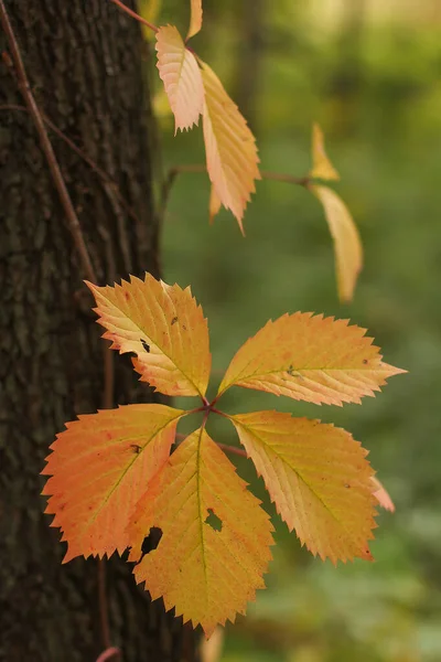 Осень Желтые Листья Дикого Винограда — стоковое фото