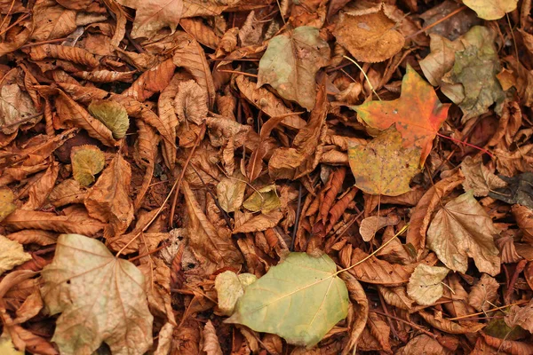 秋天脚下的黄叶 — 图库照片