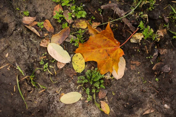 Autunno Foglie Sotto Piedi Sfondo — Foto Stock