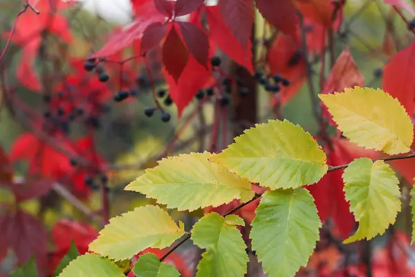 Podzimní Červené Vinné Listy — Stock fotografie