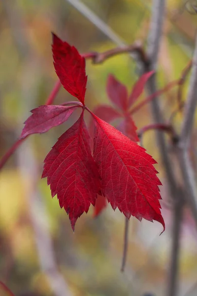 Herfst Rode Druivenbladeren — Stockfoto