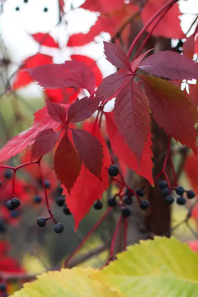 Podzimní Červené Vinné Listy — Stock fotografie