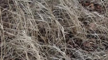 Kuru çimen rüzgarı Sonbahar havası