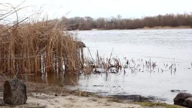  Sörf dalgaları nehir kıyısını kamışlıyor