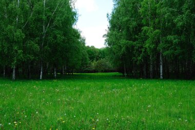 huş ağacı, yeşil çayır, bahar, doğa parkı.