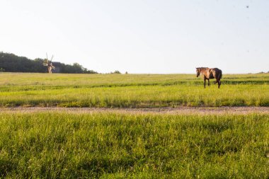 At tarlada otluyor hayvan otunu