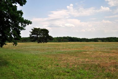 çam ağacı arkaplanı