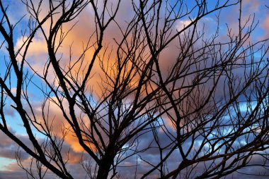 Vanilya bulutlarının arka planında bir ağacın silueti