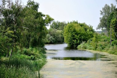 Yaz nehri doğa ağaçları gökyüzü