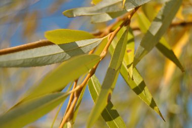 Ağlayan söğüt yaprakları mavi gökyüzü baharı