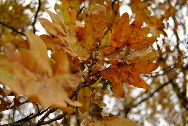 Autumn Golden Oak Leaves Sky Background — Stock Photo, Image