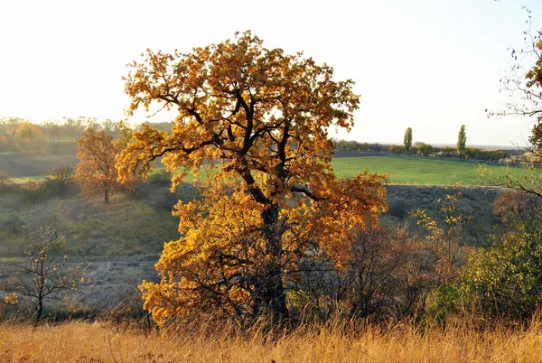 Altın meşe güz günbatımı