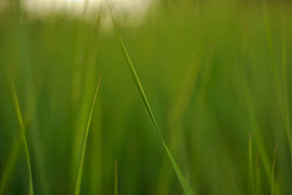 Green Grass Honest Summer Background — Stock Photo, Image