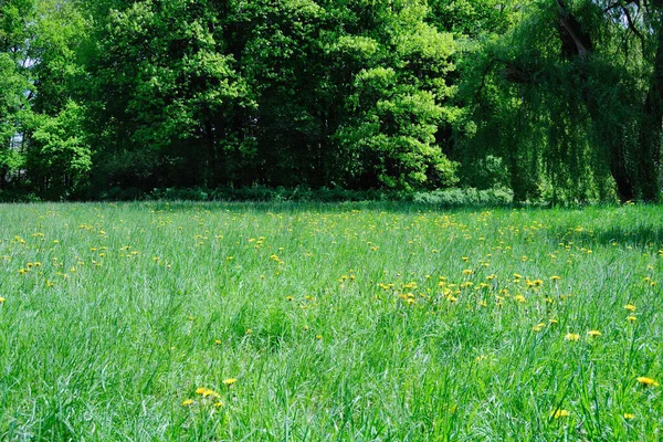 yeşil çimenler ve karahindibalar ilkbahar