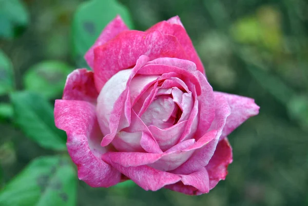 Pembe gül çiçeği yaz kapanışı.