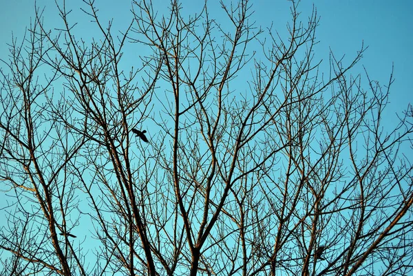 Зимові Гілки Дерева Блакитне Небо — стокове фото