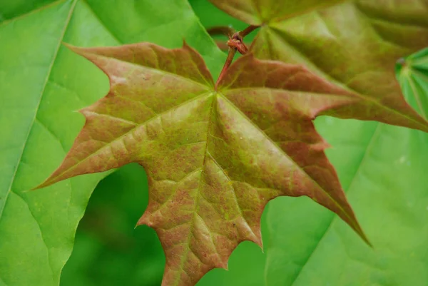 Foglie Giovani Primavera Verde Natura — Foto Stock