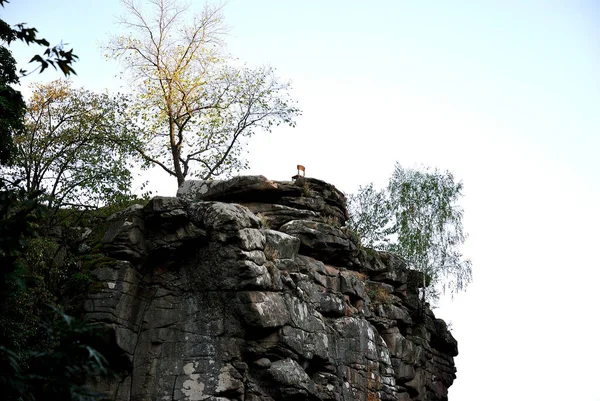 Buki 'deki kanyon Sonbahar nehir taşı Ukrayna