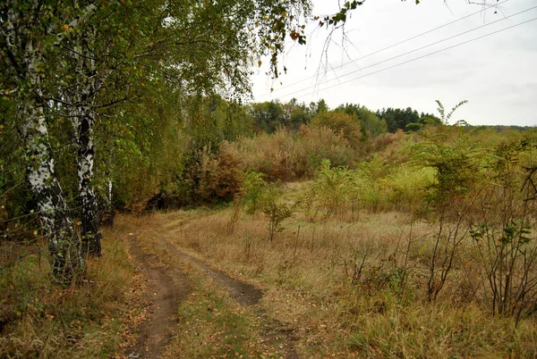 Toprak Yol Sonbahar Huş Ağacı Altın Sonbahar — Stok fotoğraf