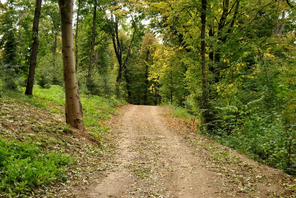 Toprak Yol Doğa Sonbahar Ağaçları — Stok fotoğraf