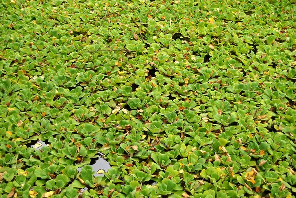 Potamot Sur Rivière Nature Verdure Fond — Photo