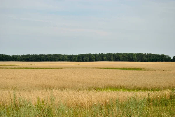 Ukrayna tarlaları ve ormanları