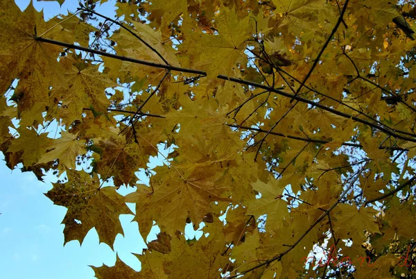 黄金の紅葉黄色のもみじの空 — ストック写真