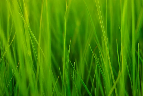 Grönt Gräs Ärlig Sommar Bakgrund — Stockfoto