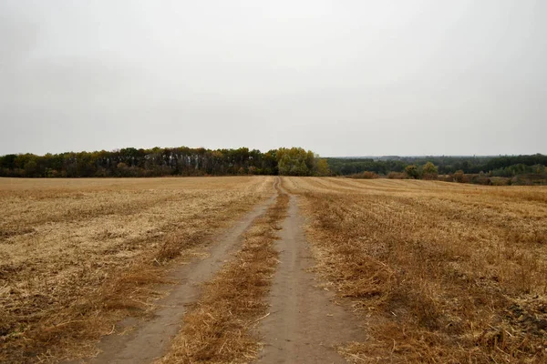 Biçilmiş Buğday Tarlasında Yol — Stok fotoğraf