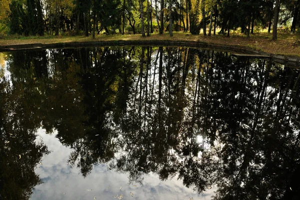 Parco Naturale Betulla Stagno Autunno Riflessione Acqua — Foto Stock