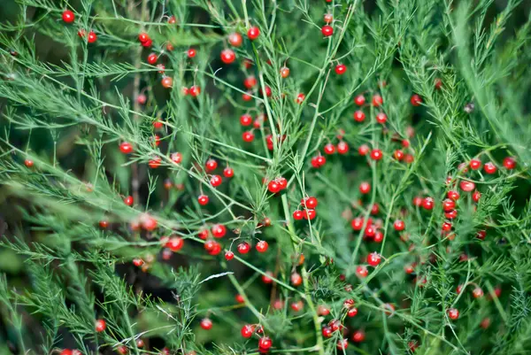 Rote Spargelbeeren Hintergrund Grün — Stockfoto