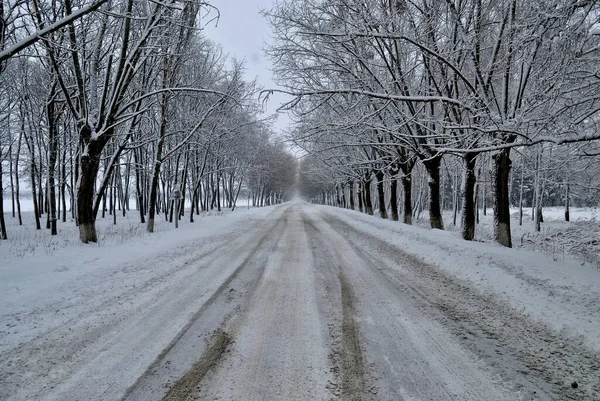 Зимние Деревья Снегу Природа — стоковое фото